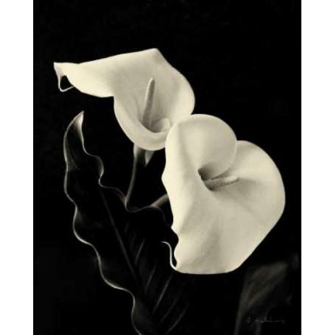 Botanical Elegance Calla IV Poster Print by Amy Melious-VARPDXMEL466 Image 2