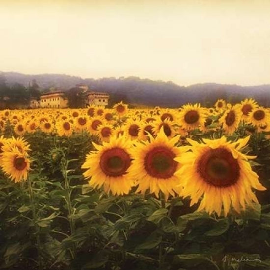 Tuscan Sunflowers Poster Print by Amy Melious-VARPDXMEL479 Image 1