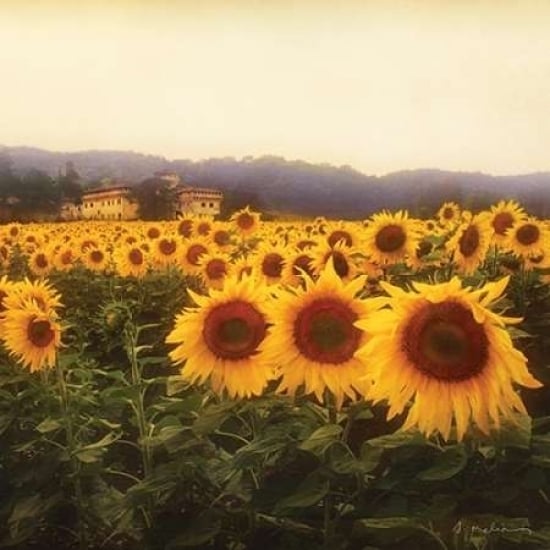 Tuscan Sunflowers Poster Print by Amy Melious-VARPDXMEL479 Image 2