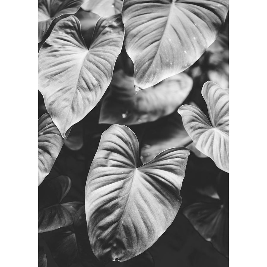 Leaves of Grey Poster Print by Design Fabrikken Design Fabrikken-VARPDXMF9690640 Image 1