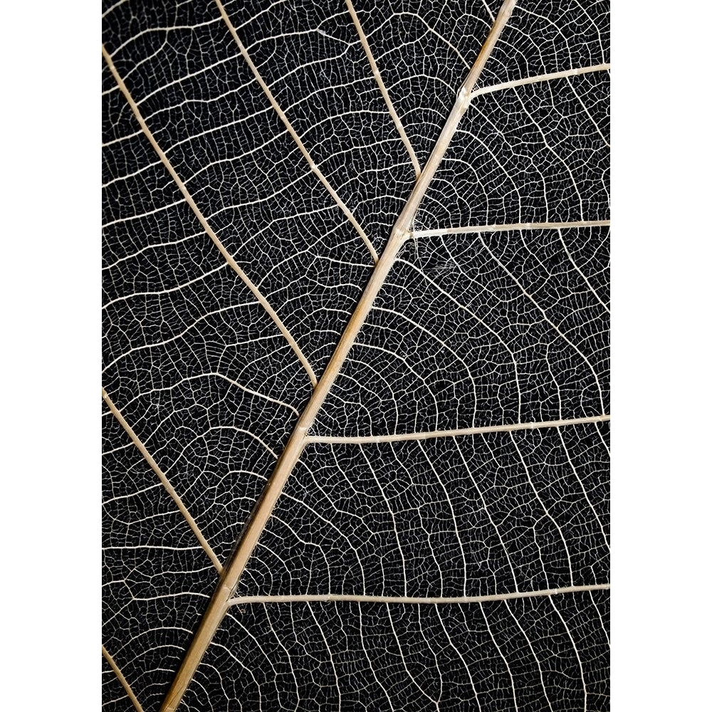 Leaf Veins Poster Print by Design Fabrikken Design Fabrikken-VARPDXMF9690894 Image 1