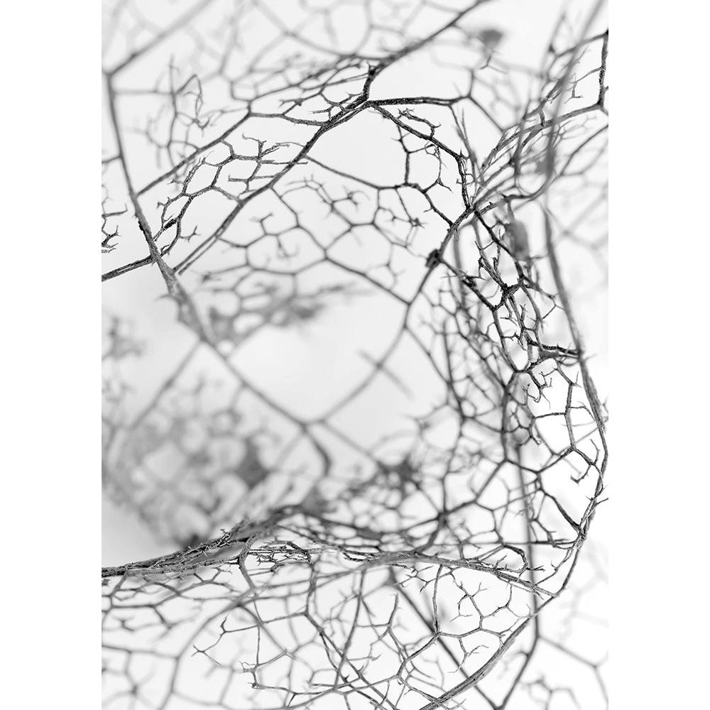 Leaf Skeleton BW Poster Print by Design Fabrikken Design Fabrikken-VARPDXMF9690996 Image 1