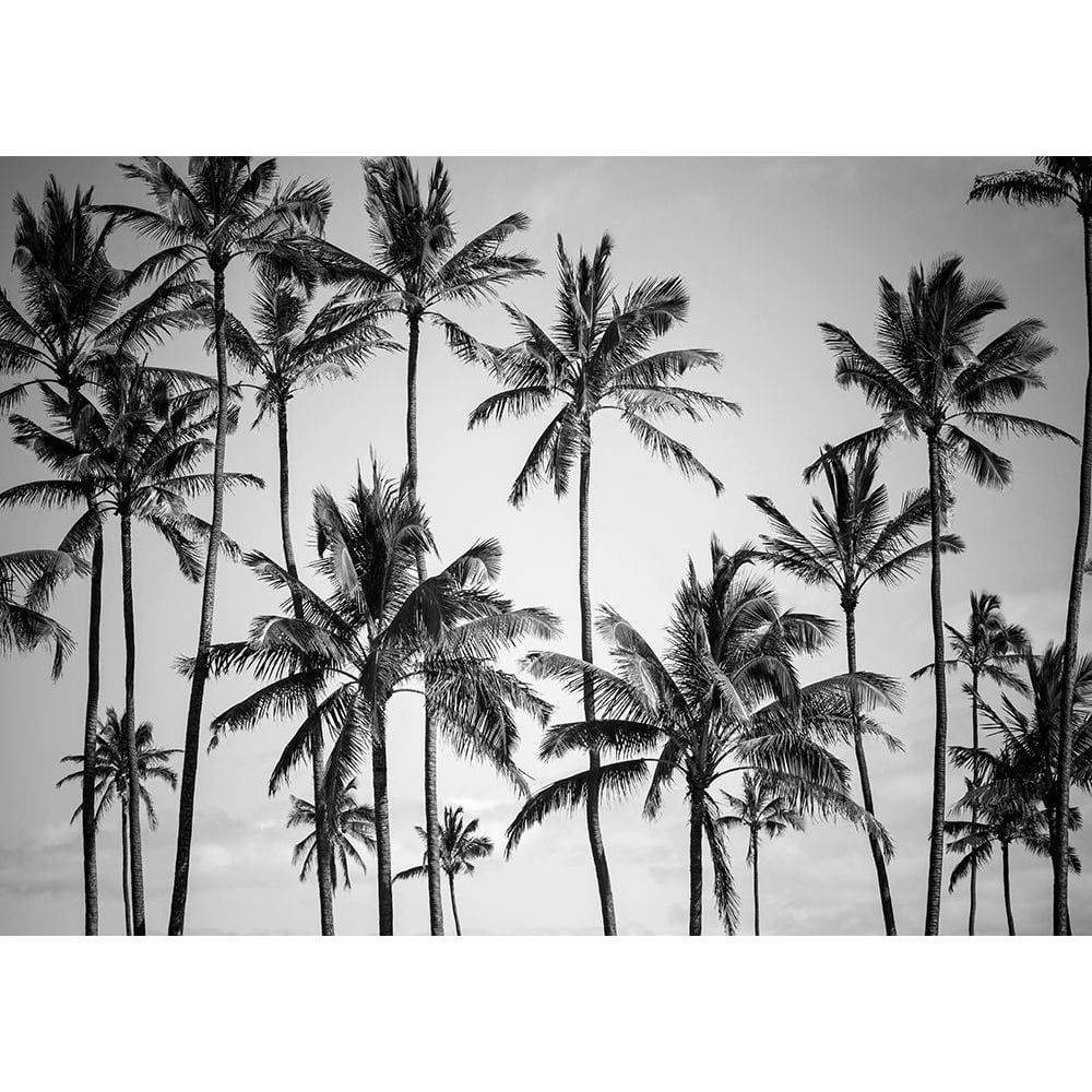 Palm Heaven Poster Print by Design Fabrikken Design Fabrikken-VARPDXMF9691057 Image 1