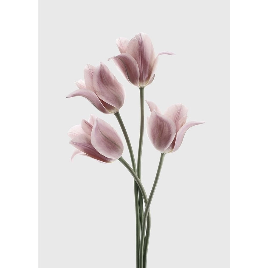 Tulips Pink Poster Print by Design Fabrikken Design Fabrikken-VARPDXMF9691099 Image 1