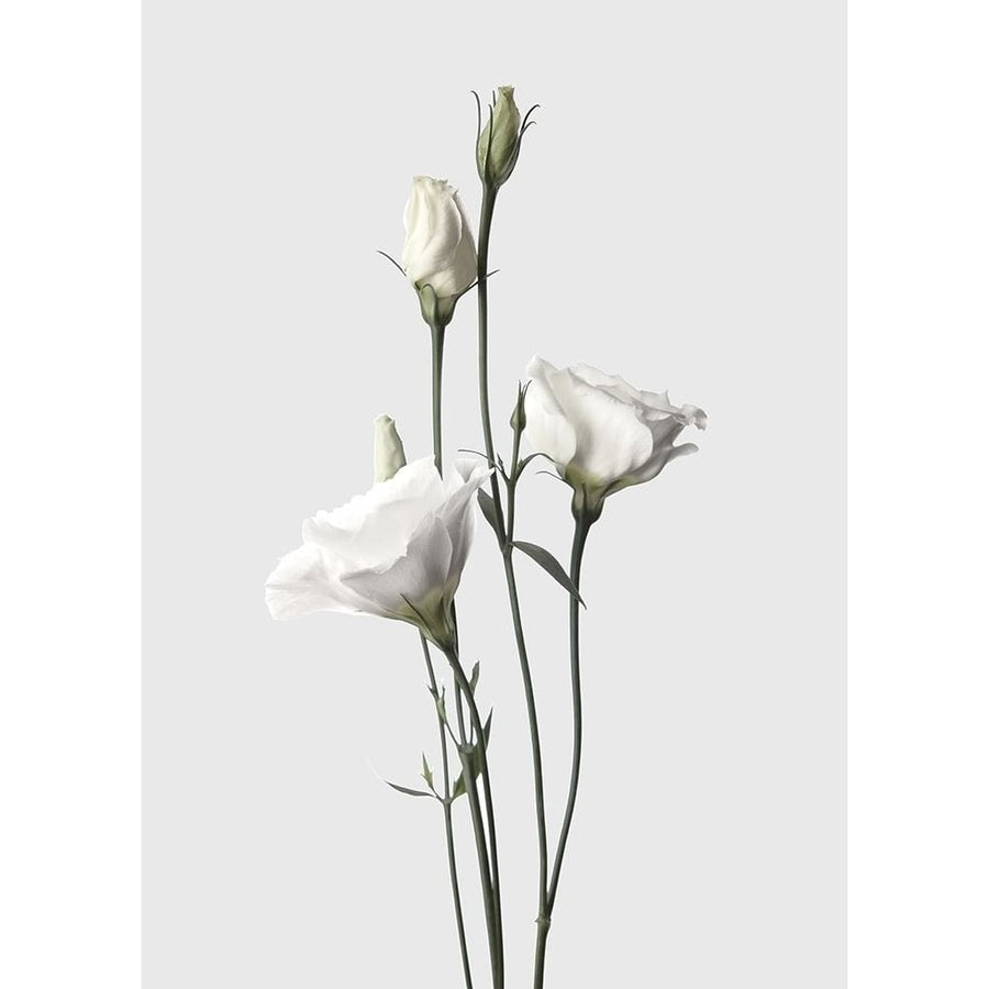 Lisianthus White Poster Print by Design Fabrikken Design Fabrikken-VARPDXMF9691108 Image 1