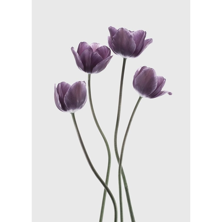 Tulips Purple Poster Print by Design Fabrikken Design Fabrikken-VARPDXMF9691109 Image 1