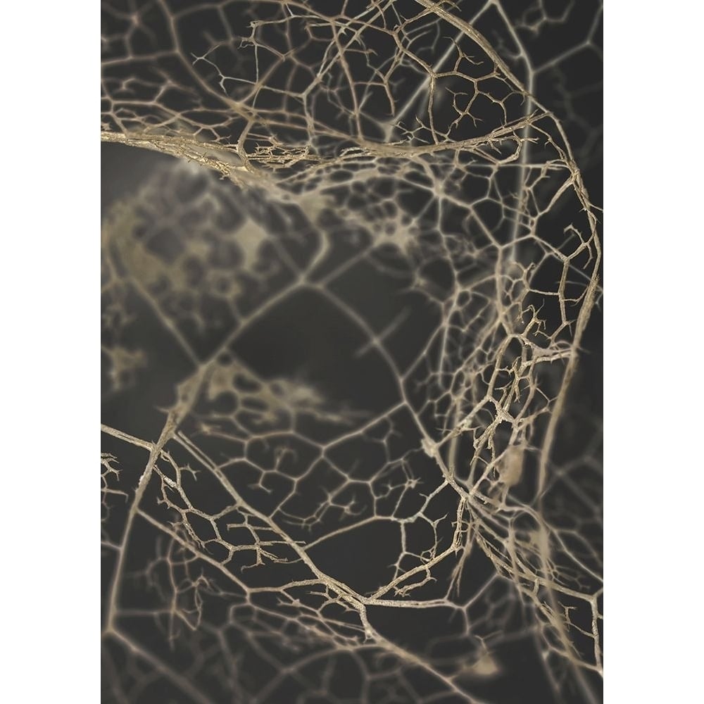 Leaf Skeleton Dark Poster Print by Design Fabrikken Design Fabrikken-VARPDXMF9691220 Image 1