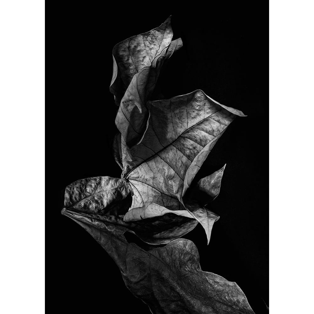 Leaf Composition Dark Poster Print by Design Fabrikken Design Fabrikken-VARPDXMF9691236 Image 1