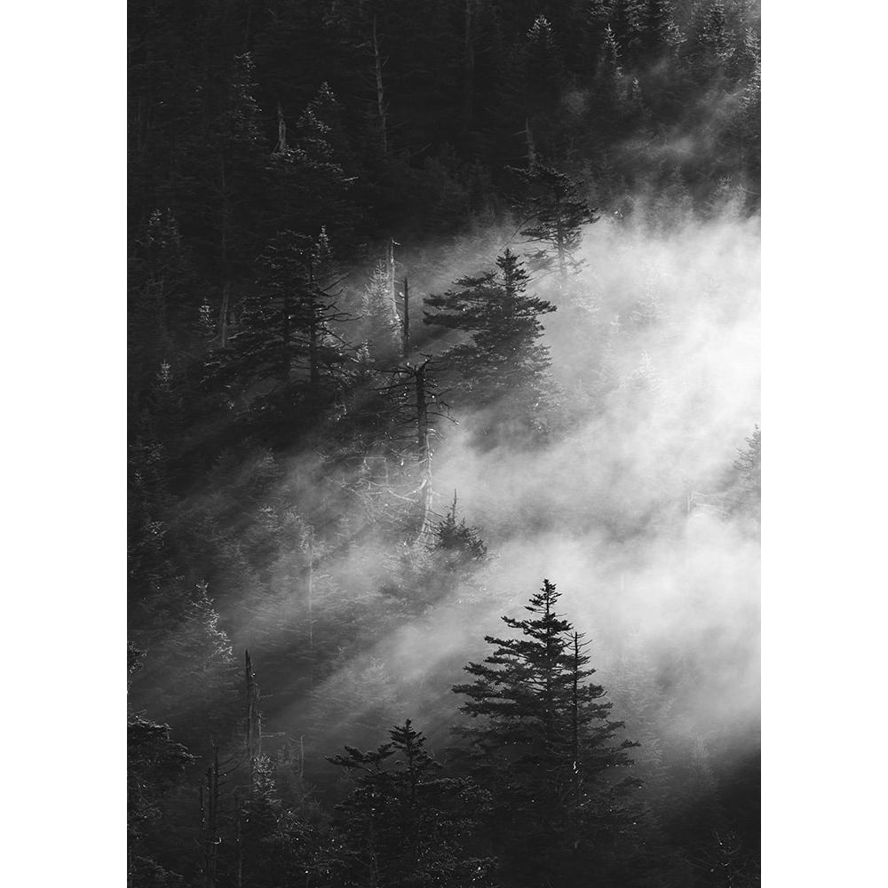 Misty Pine Woods Poster Print by Design Fabrikken Design Fabrikken-VARPDXMF9691252 Image 1