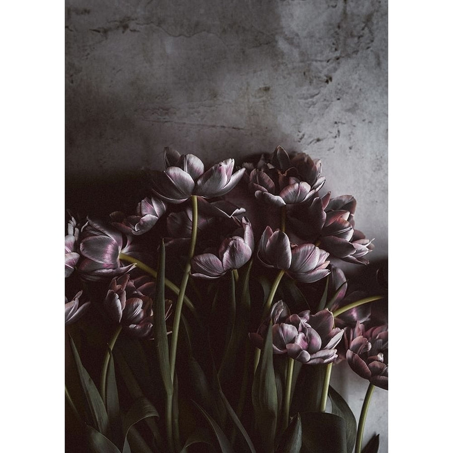 Dark Tulips Poster Print by Design Fabrikken Design Fabrikken-VARPDXMF9691256 Image 1