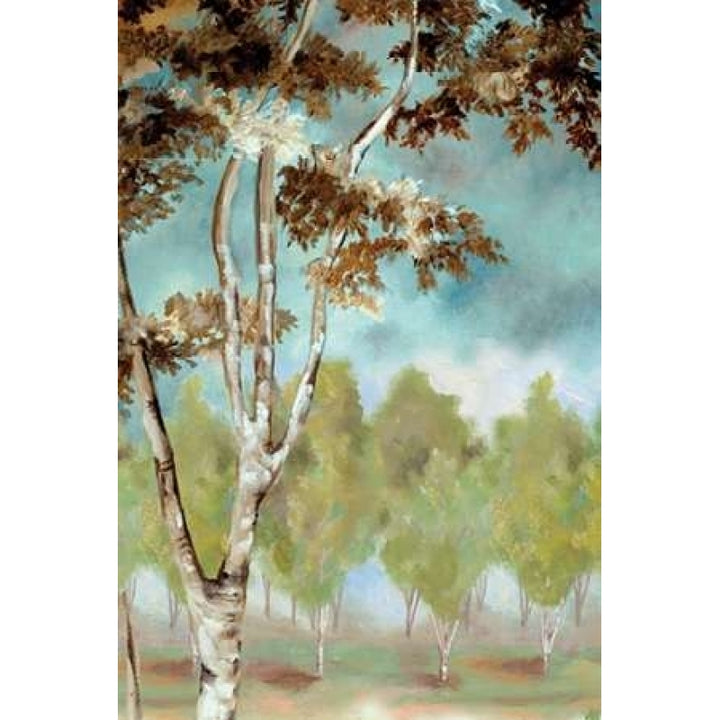 Birch Forest I Poster Print by Margaret Ferry-VARPDXMFY163 Image 2