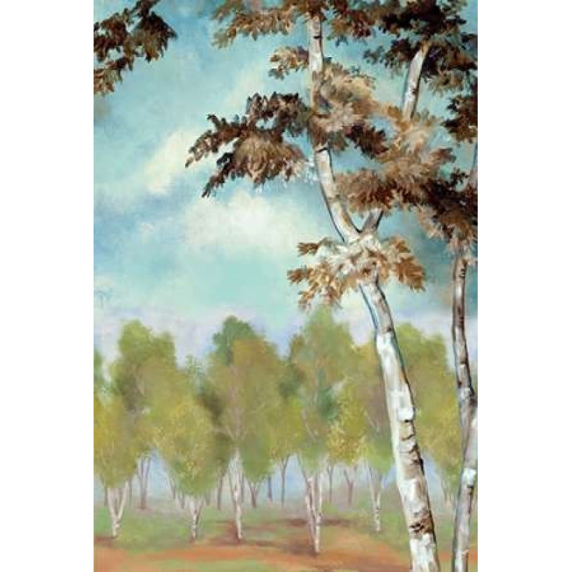 Birch Forest II Poster Print by Margaret Ferry-VARPDXMFY164 Image 2