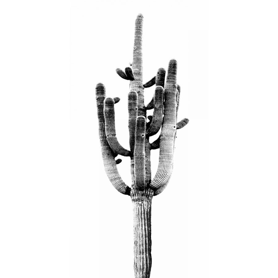 Saguaro Black and White II Poster Print by Mia Jensen-VARPDXMJ114267 Image 1