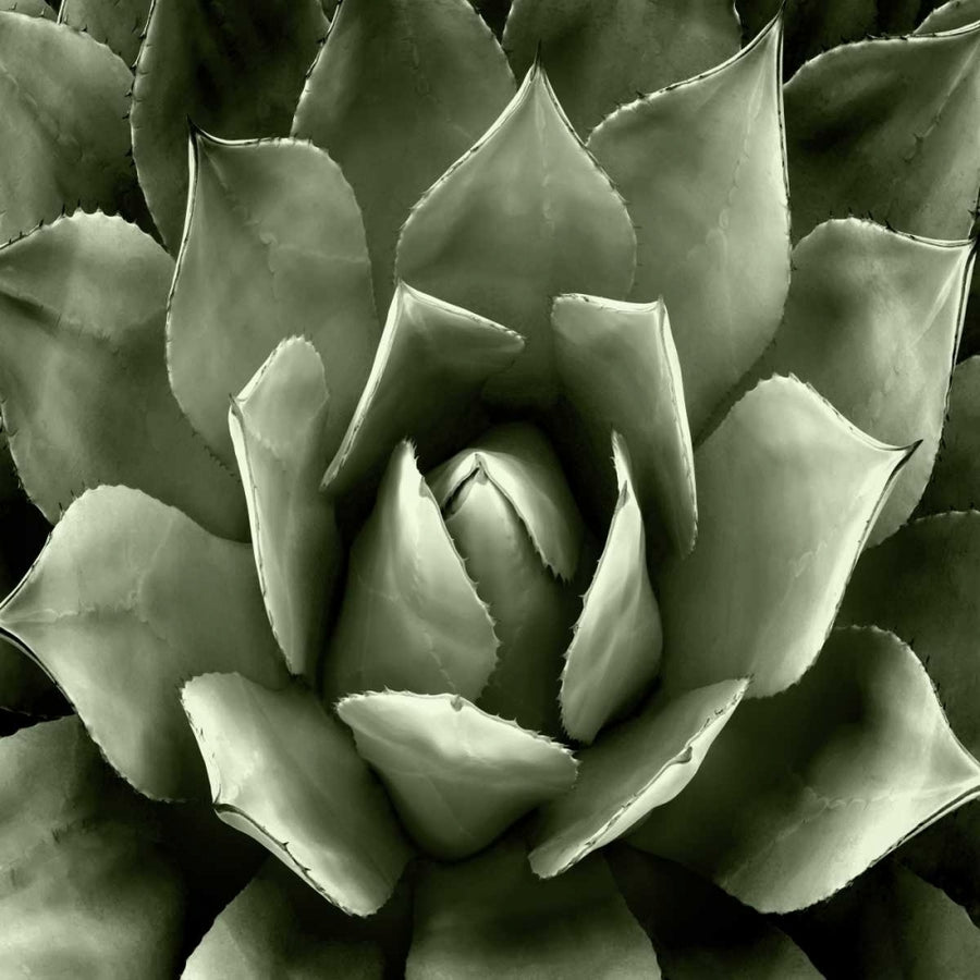 Green Succulent II Poster Print by Mia Jensen-VARPDXMJ114270 Image 1