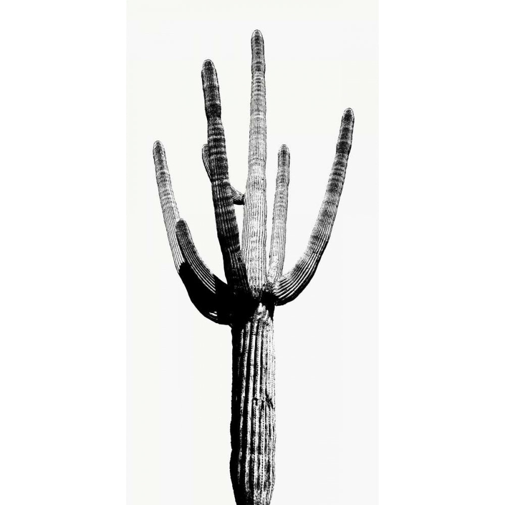 Saguaro Black and White I Poster Print by Mia Jensen-VARPDXMJ114266 Image 1