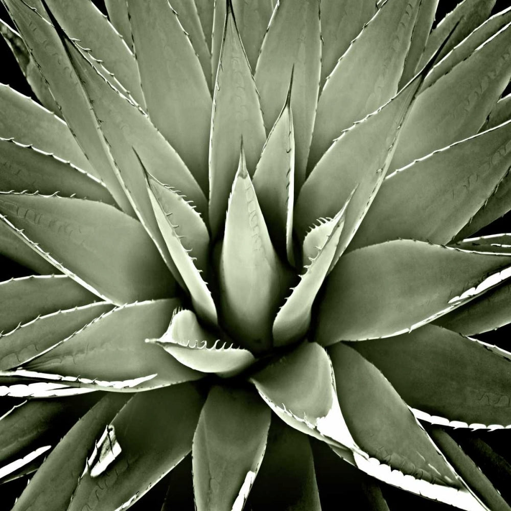 Green Succulent III Poster Print by Mia Jensen-VARPDXMJ114271 Image 1