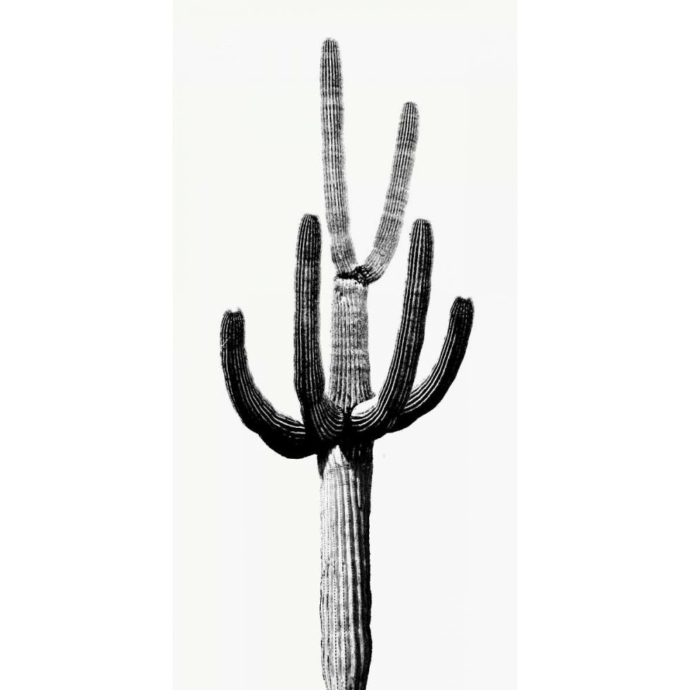 Saguaro Black and White III Poster Print by Mia Jensen-VARPDXMJ114268 Image 1