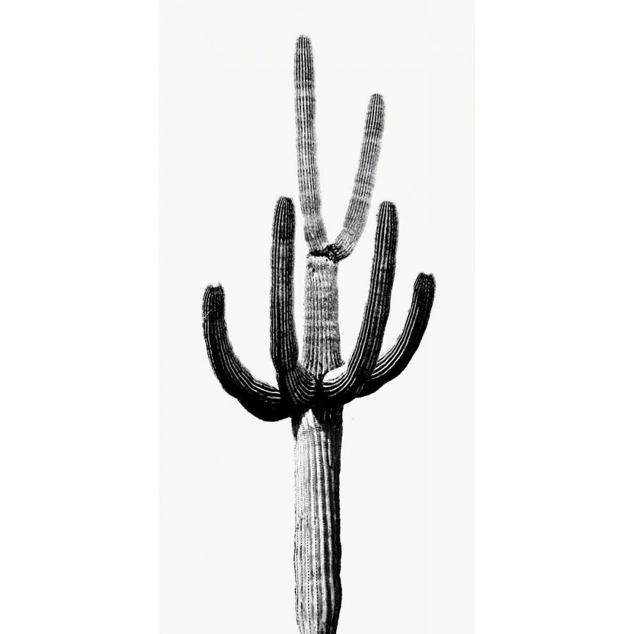 Saguaro Black and White III Poster Print by Mia Jensen-VARPDXMJ114268 Image 1