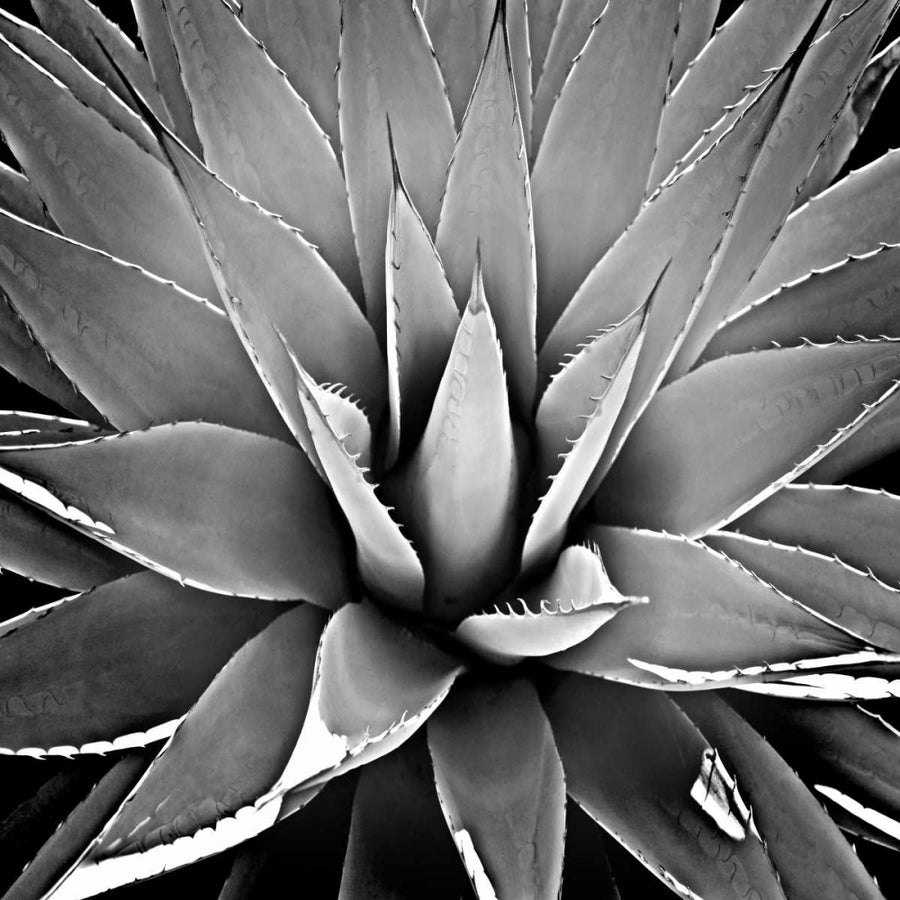 Succulent III Poster Print by Mia Jensen-VARPDXMJ114275 Image 1