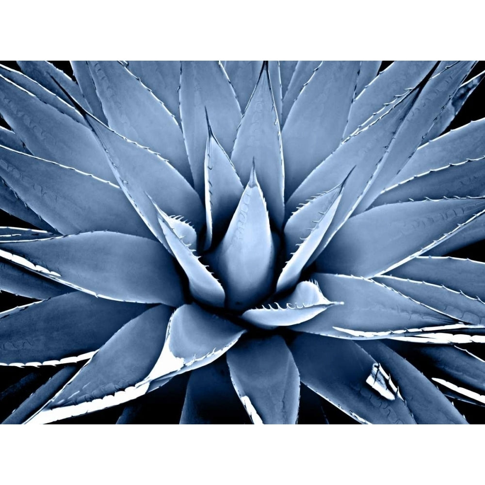 Succulent Indigo III Poster Print by Mia Jensen-VARPDXMJ114279 Image 1