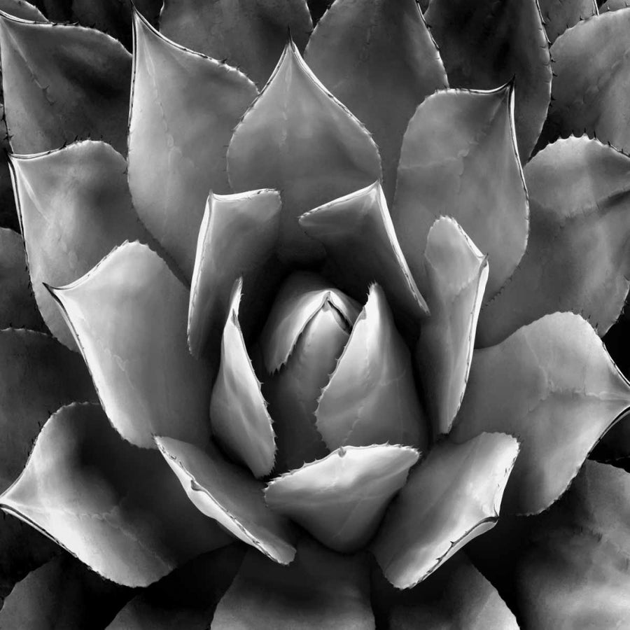 Succulent II Poster Print by Mia Jensen-VARPDXMJ114274 Image 1