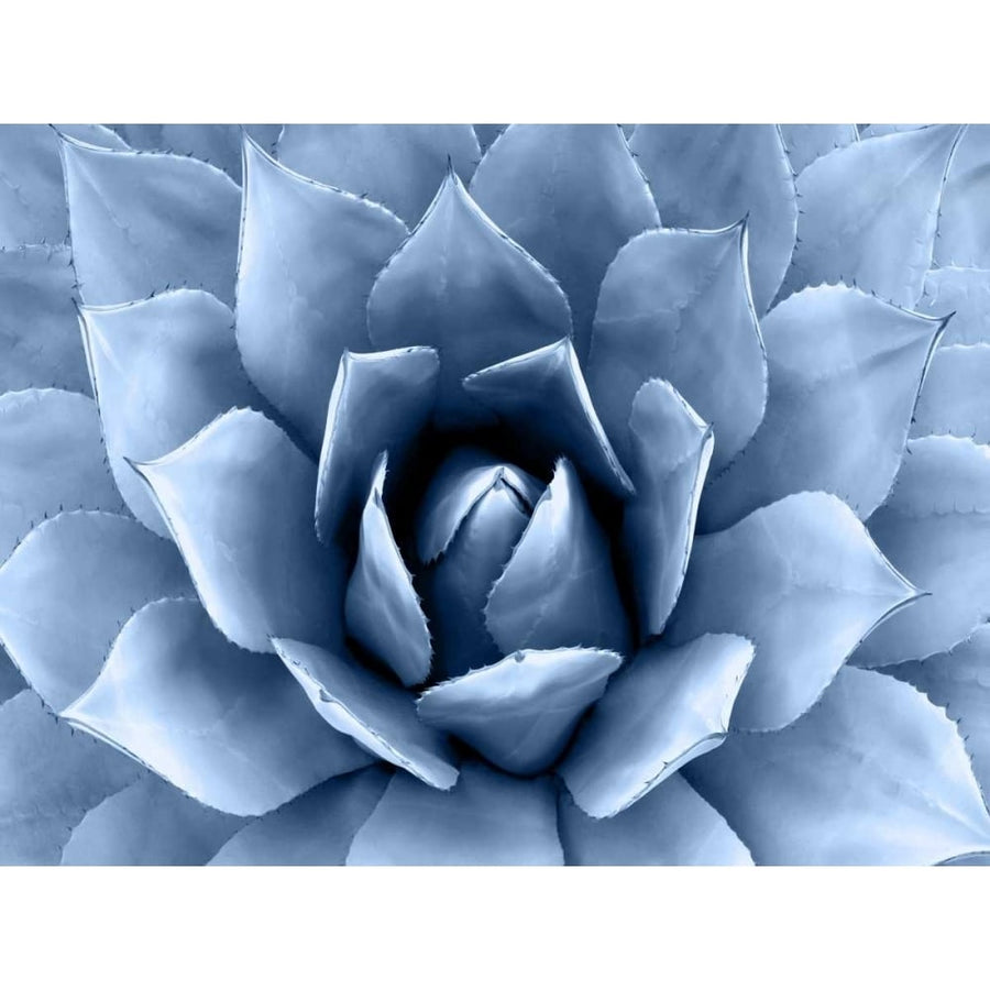 Succulent Indigo II Poster Print by Mia Jensen-VARPDXMJ114278 Image 1