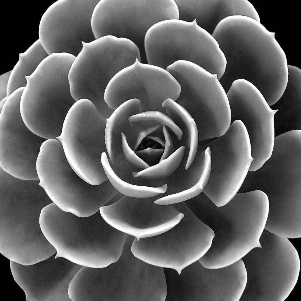 Succulent IIII IV Poster Print by Mia Jensen-VARPDXMJ114276 Image 1