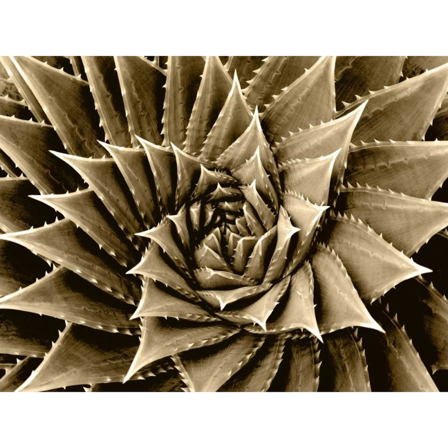 Succulent Taupe I Poster Print by Mia Jensen-VARPDXMJ114281 Image 1