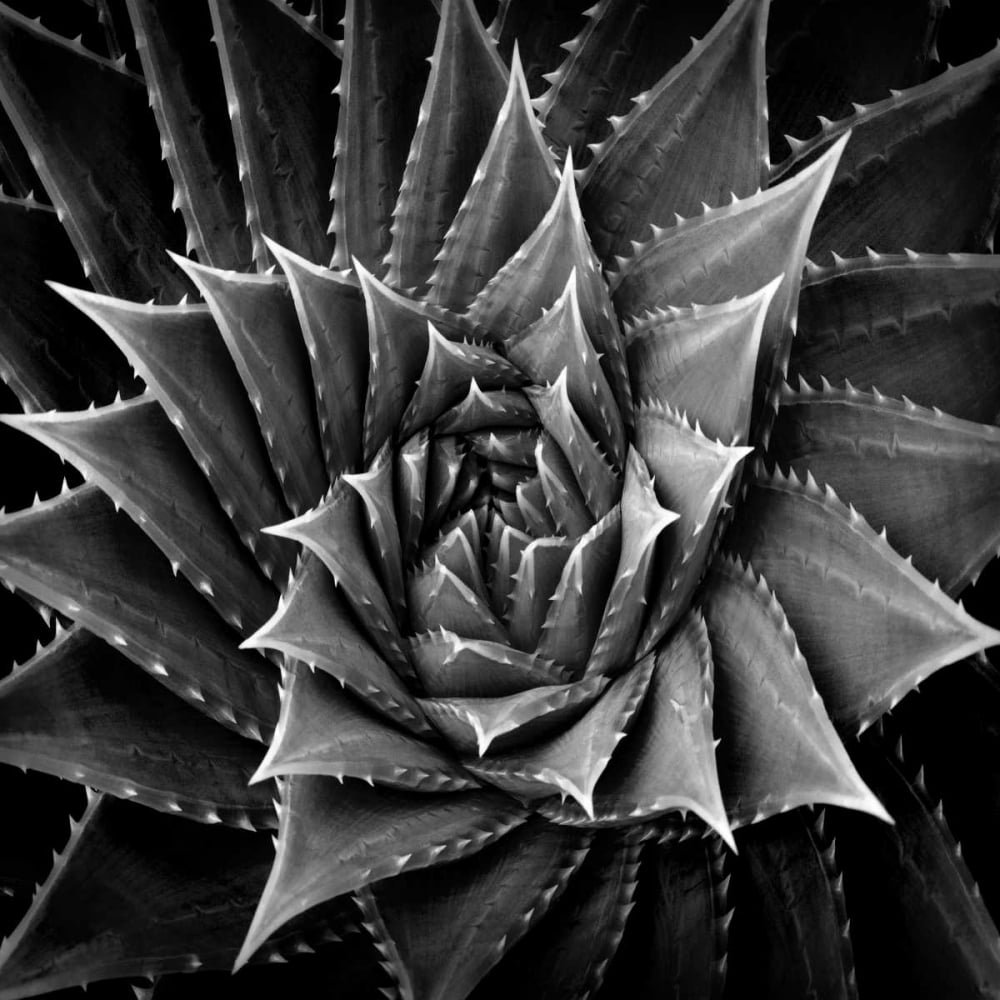 Succulent I Poster Print by Mia Jensen-VARPDXMJ114273 Image 1