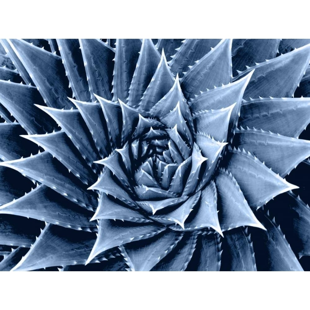 Succulent Indigo I Poster Print by Mia Jensen-VARPDXMJ114277 Image 1