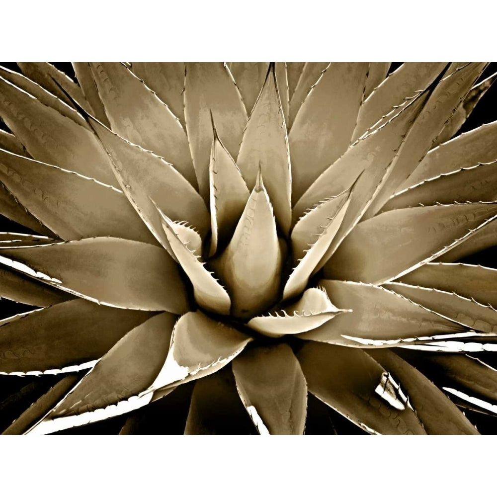 Succulent Taupe III Poster Print by Mia Jensen-VARPDXMJ114283 Image 1