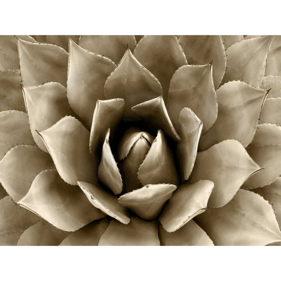 Succulent Taupe II Poster Print by Mia Jensen-VARPDXMJ114282 Image 1