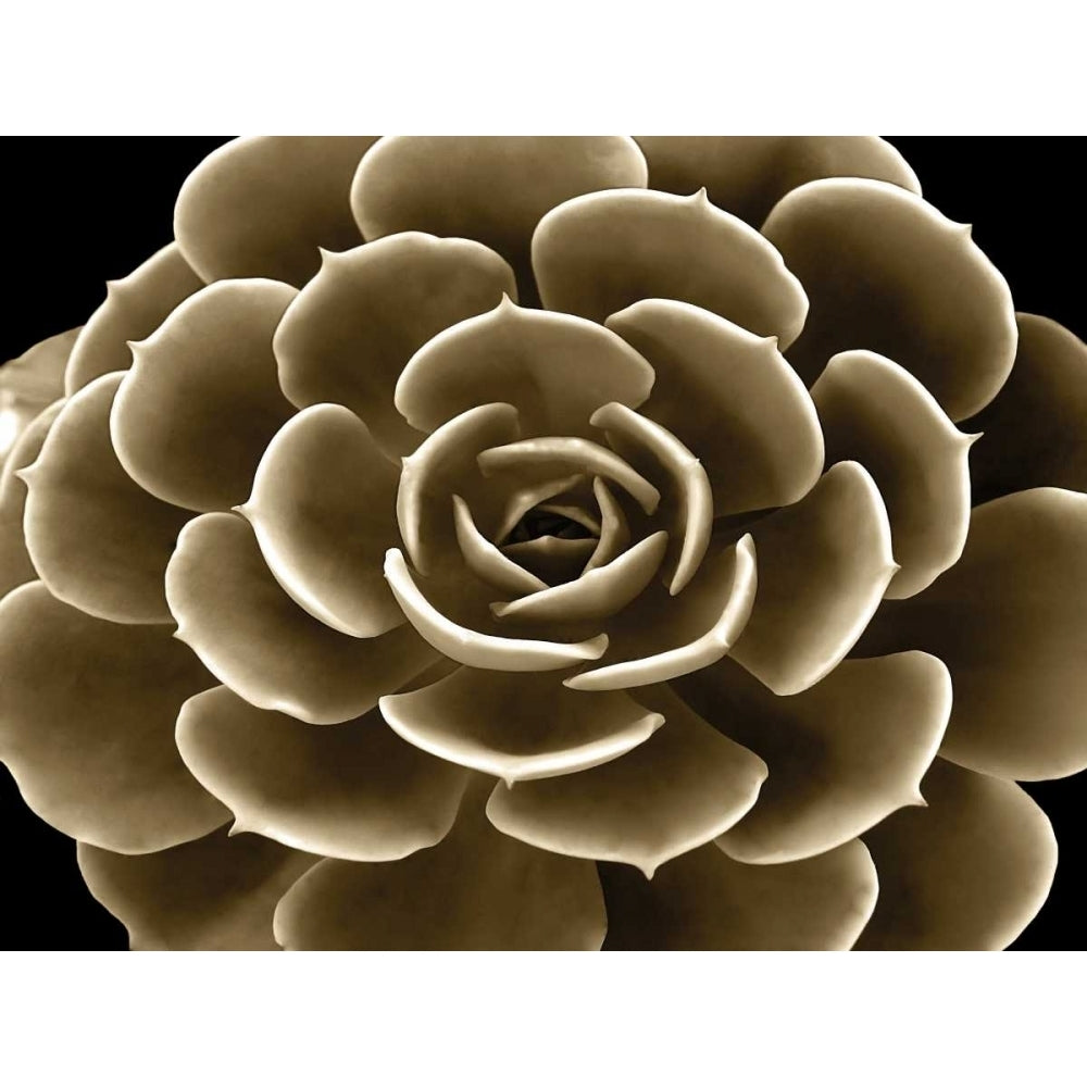 Succulent Taupe IV Poster Print by Mia Jensen-VARPDXMJ114284 Image 1