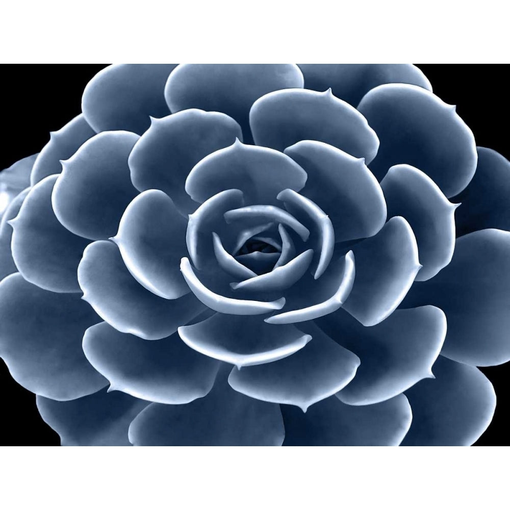 Succulent Indigo IV Poster Print by Mia Jensen-VARPDXMJ114280 Image 1