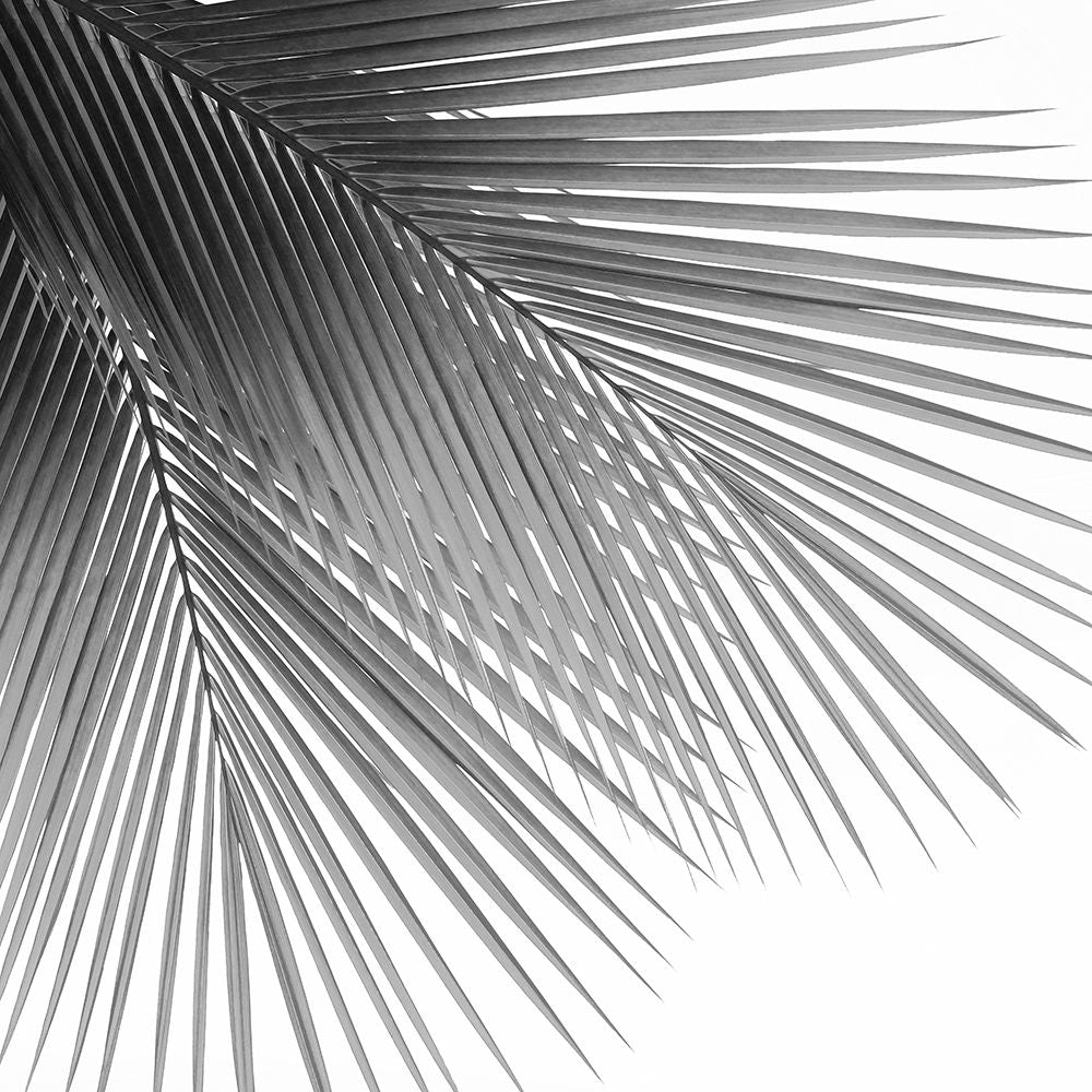 Palm Black and White VI Poster Print by Mia Jensen-VARPDXMJ116810 Image 1