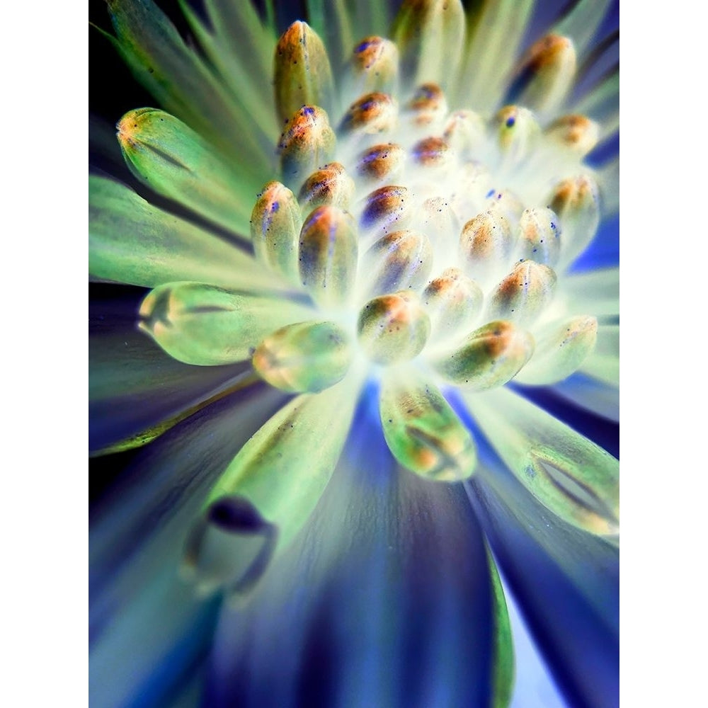 Bright Cluster II Poster Print by Grayscale Grayscale-VARPDXMJMABS00029 Image 1