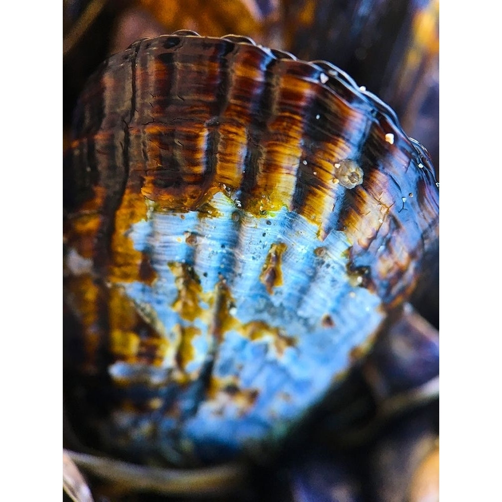 Wet Shell I Poster Print by Grayscale Grayscale-VARPDXMJMCOA00004 Image 1