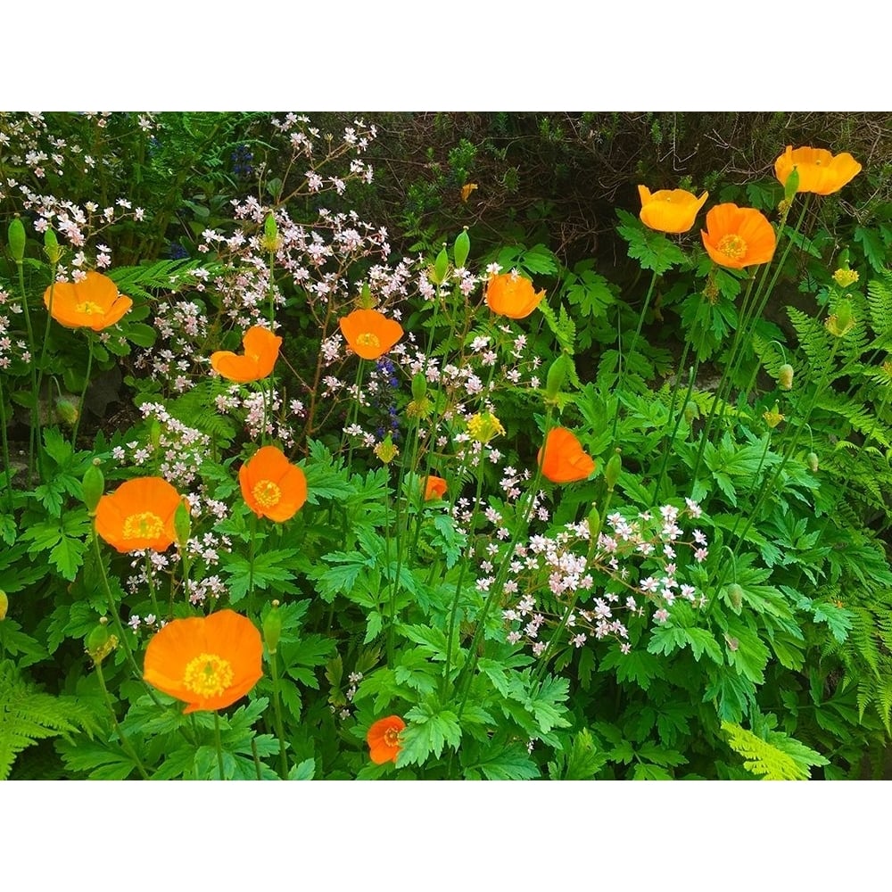 Orange Poppy Nest I Poster Print by Grayscale Grayscale-VARPDXMJMFLO00064 Image 1