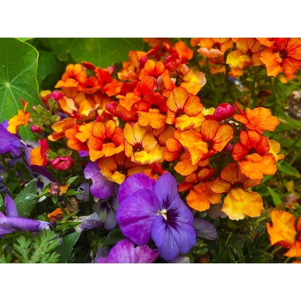 Orange and Purple Blooms I Poster Print by Grayscale Grayscale-VARPDXMJMFLO00103 Image 1