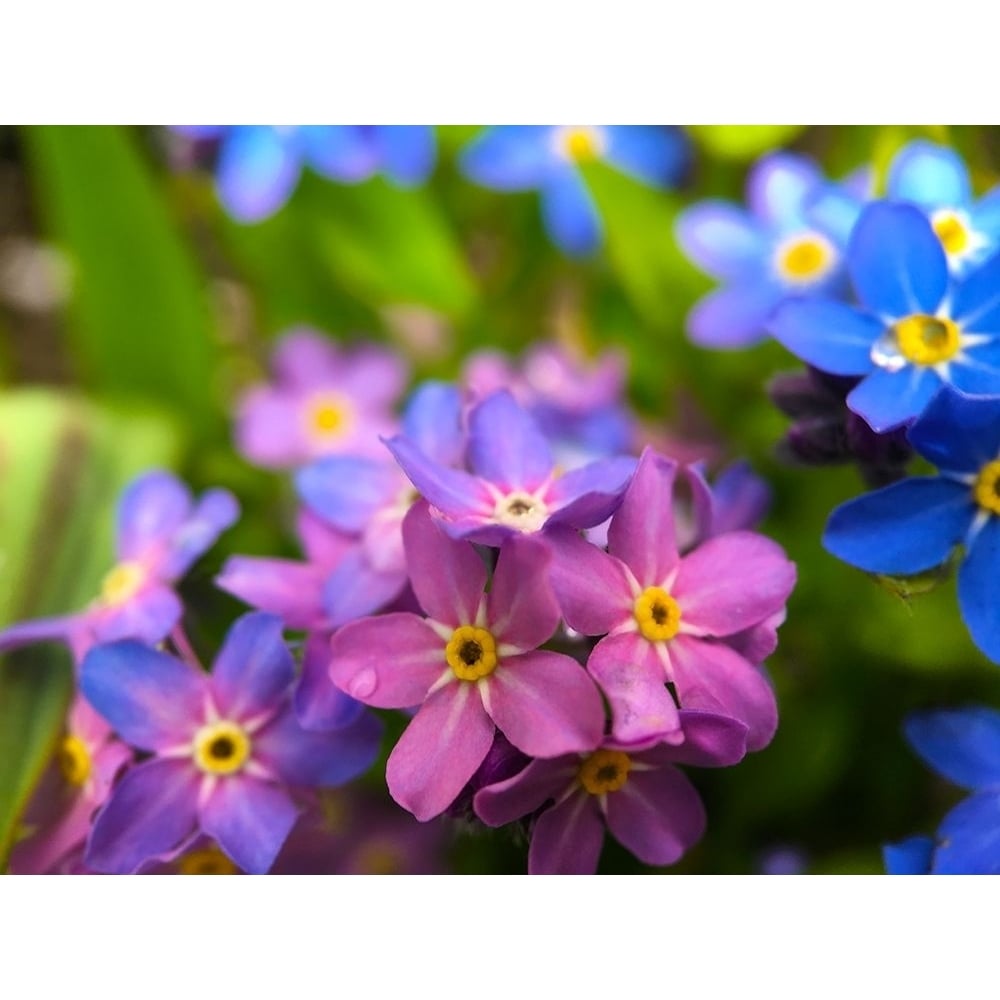 Blue and Purple Blooms I Poster Print by Grayscale Grayscale-VARPDXMJMFLO00105 Image 1