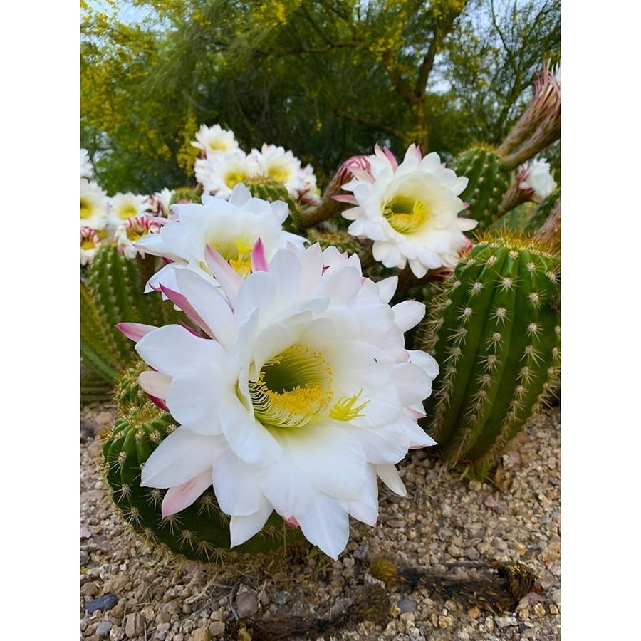 Cactus Flower IV Poster Print by Grayscale Grayscale-VARPDXMJMFLO00145 Image 1