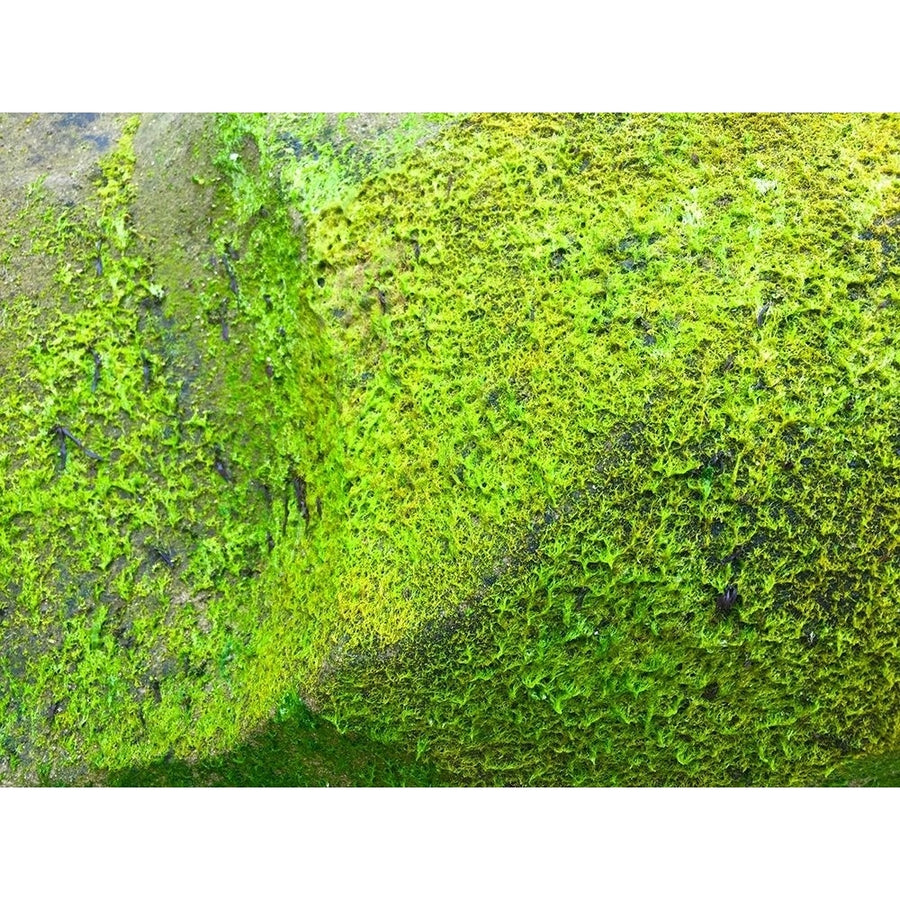 Green Moss I Poster Print by Grayscale Grayscale-VARPDXMJMMAC00047 Image 1