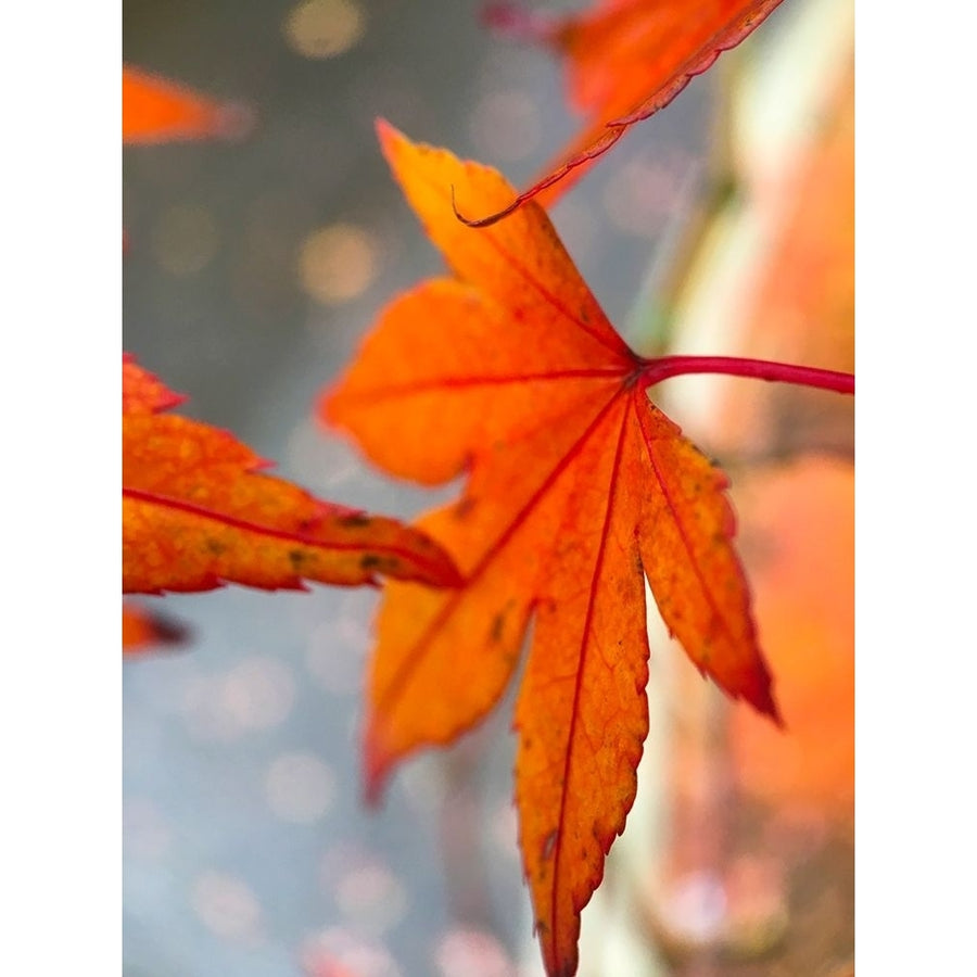 Japanese Maple II Poster Print by Grayscale Grayscale-VARPDXMJMNAT00030 Image 1