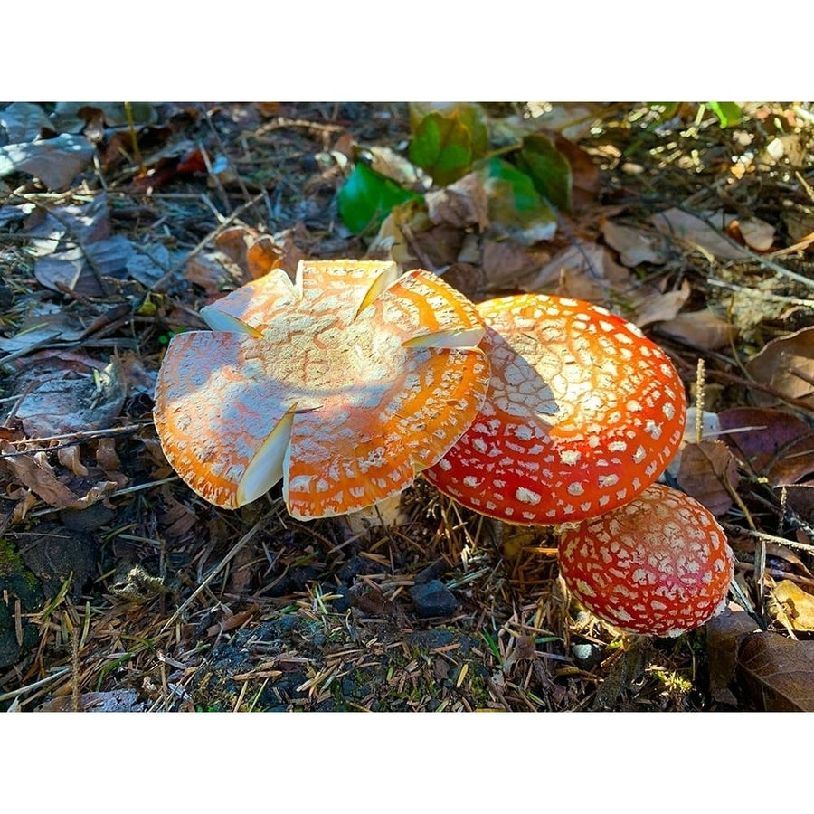 Red and Orange Mushrooms I Poster Print by Grayscale Grayscale-VARPDXMJMNAT00039 Image 1