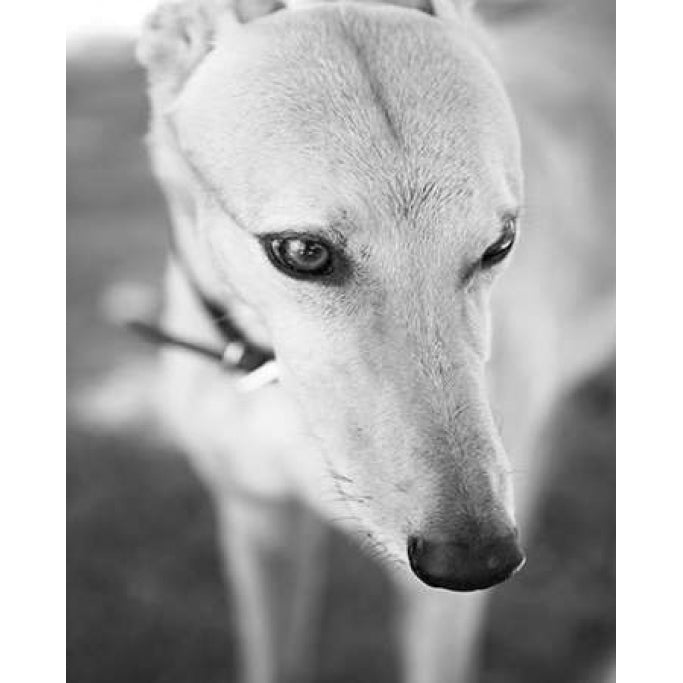 Greyhound Black and White Poster Print by Karyn Millet-VARPDXMLT011 Image 1