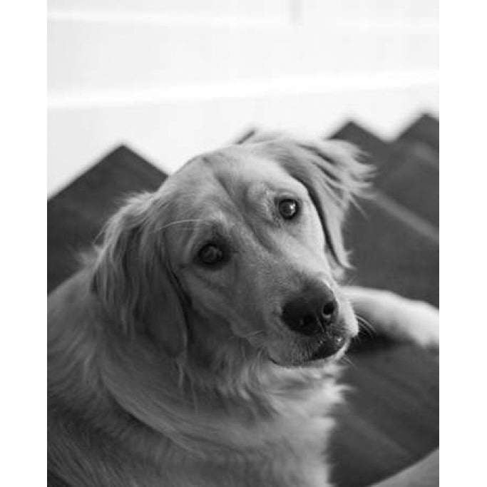 Goldie I Black and White Poster Print by Karyn Millet-VARPDXMLT012 Image 1