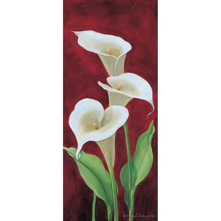 Calla on burgundy III Poster Print by Gertrud Schweser-VARPDXMLV259 Image 1