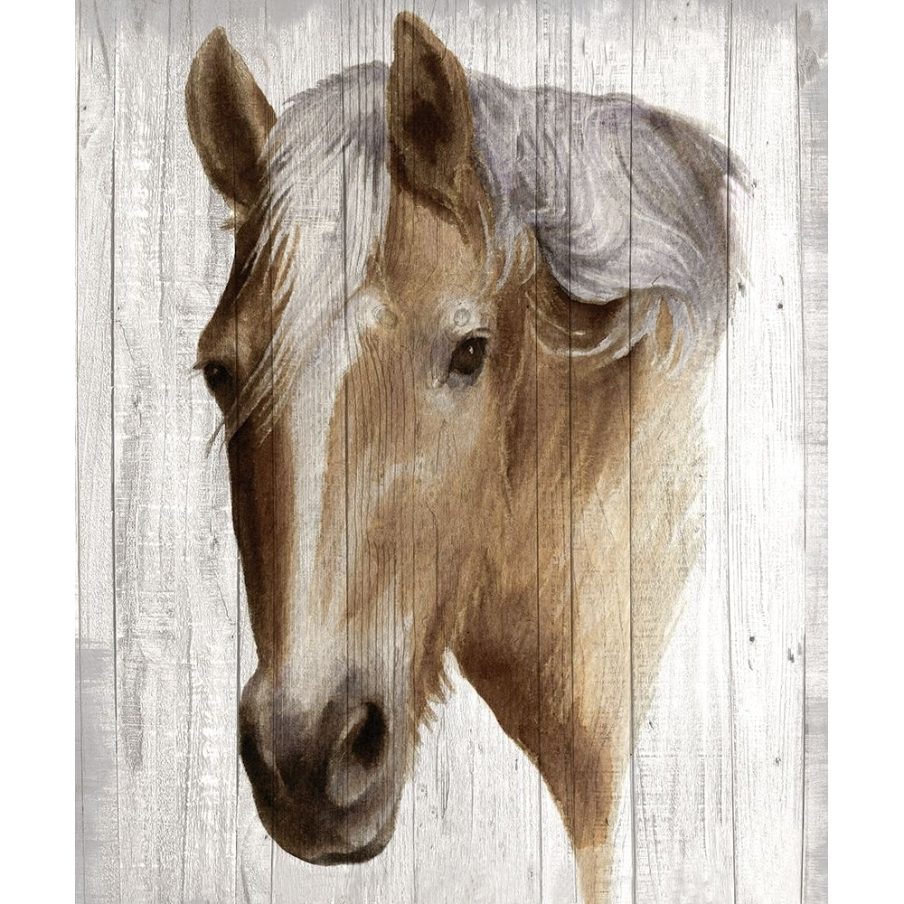 Chestnut Mare II Poster Print - Maya May-VARPDXMM006A Image 1