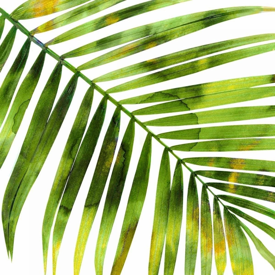 Tropical Palm I Poster Print by Melonie Miller-VARPDXMMR114336 Image 1