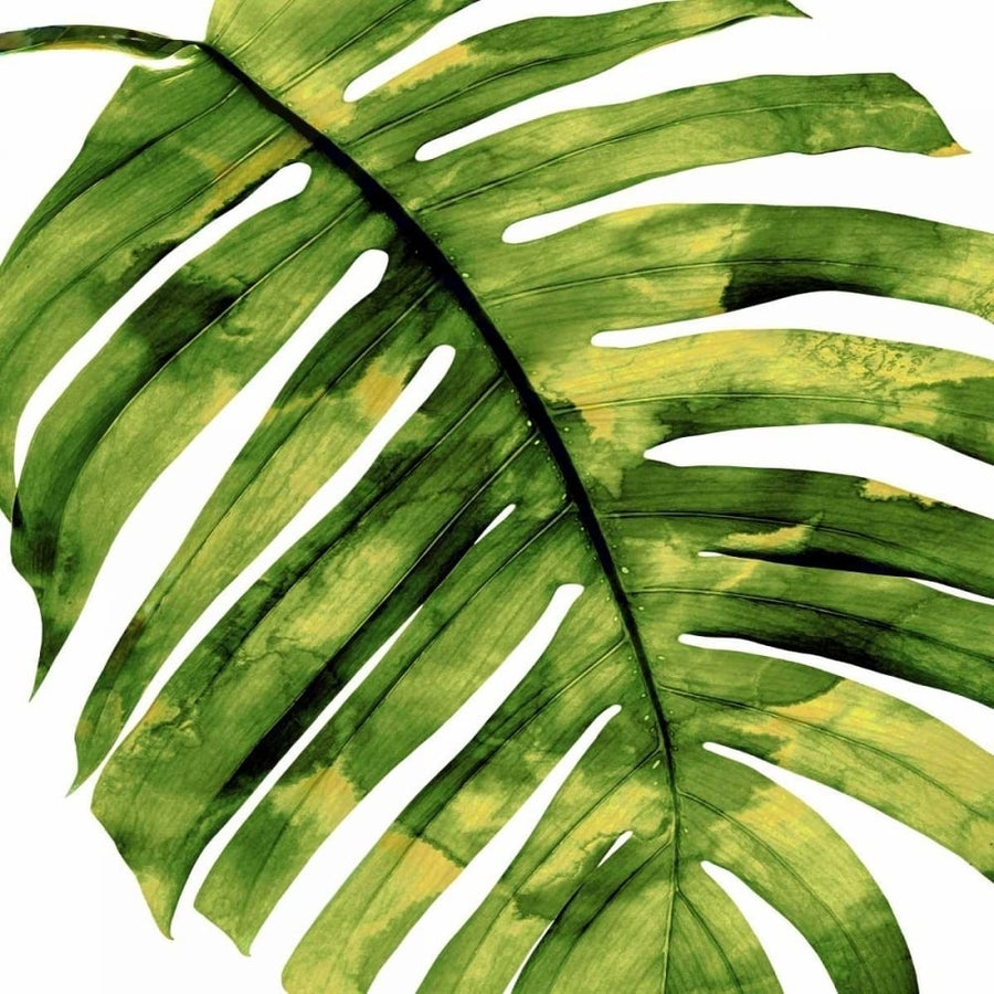 Tropical Palm II Poster Print by Melonie Miller-VARPDXMMR114337 Image 1